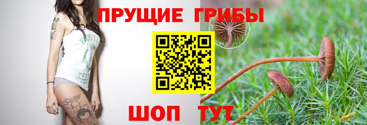 Тайшет  Галлюциногенные грибы MAGIC MUSHROOMS  Вход с VPN 